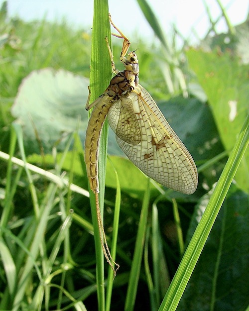 mayfly